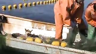 Переборка ставного невода в Славянке: работа рыбацкой команды на воде