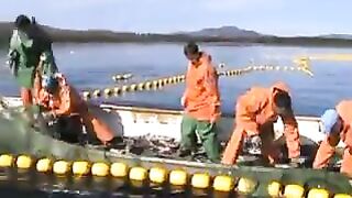 Переборка ставного невода в Славянке: работа рыбацкой команды на воде