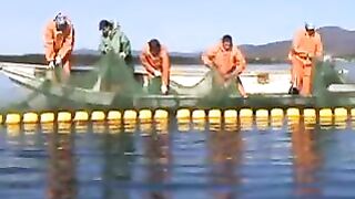 Переборка ставного невода в Славянке: работа рыбацкой команды на воде