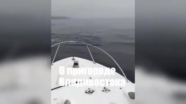 Акула охотится на симу у Шаморы во Владивостоке: редкая встреча во время выхода на катере