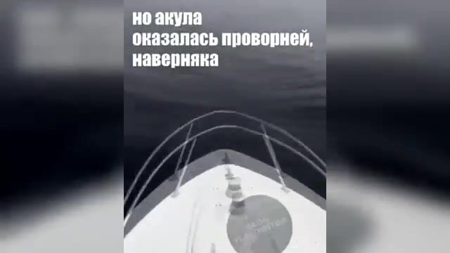 Акула охотится на симу у Шаморы во Владивостоке: редкая встреча во время выхода на катере