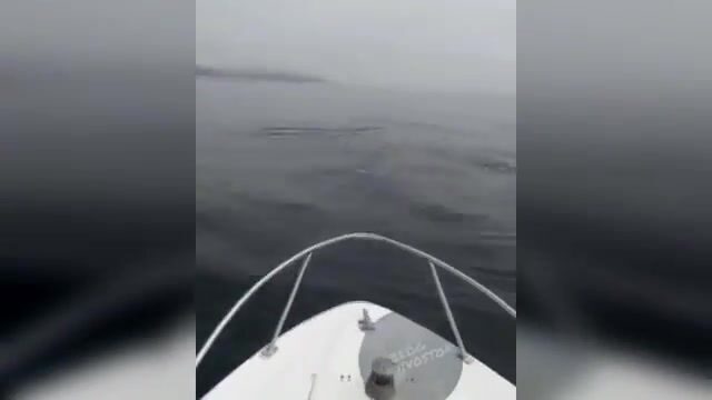 Акула охотится на симу у Шаморы во Владивостоке: редкая встреча во время выхода на катере