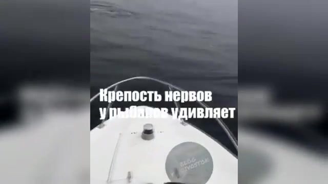 Акула охотится на симу у Шаморы во Владивостоке: редкая встреча во время выхода на катере