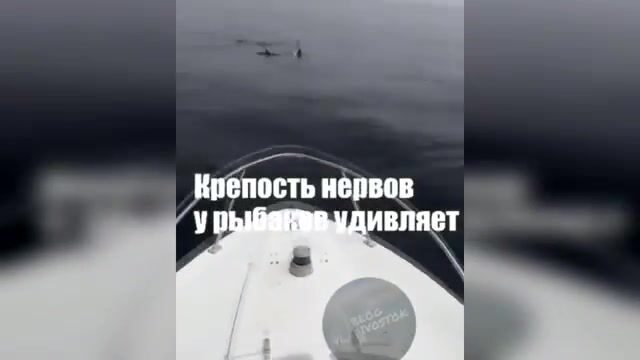 Акула охотится на симу у Шаморы во Владивостоке: редкая встреча во время выхода на катере