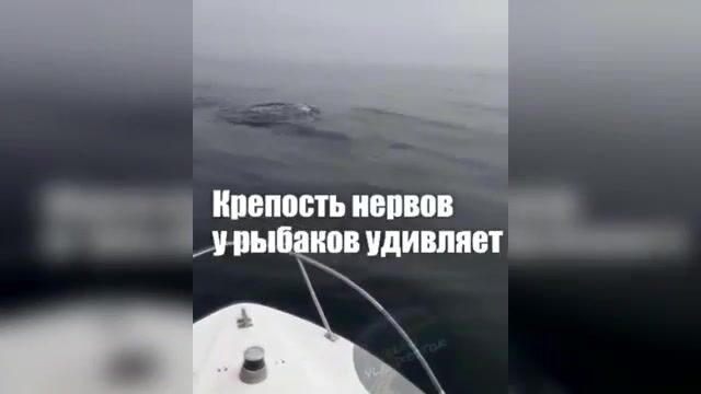 Акула охотится на симу у Шаморы во Владивостоке: редкая встреча во время выхода на катере