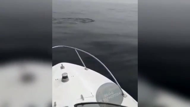 Акула охотится на симу у Шаморы во Владивостоке: редкая встреча во время выхода на катере