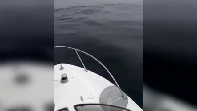 Акула охотится на симу у Шаморы во Владивостоке: редкая встреча во время выхода на катере