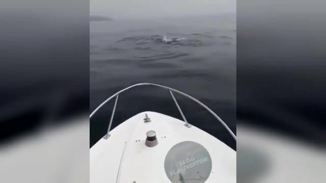 Акула охотится на симу у Шаморы во Владивостоке: редкая встреча во время выхода на катере