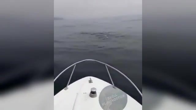 Акула охотится на симу у Шаморы во Владивостоке: редкая встреча во время выхода на катере