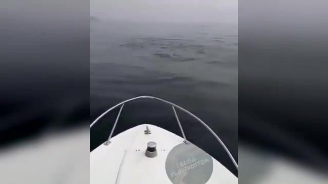 Акула охотится на симу у Шаморы во Владивостоке: редкая встреча во время выхода на катере