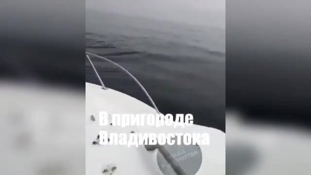 Акула охотится на симу у Шаморы во Владивостоке: редкая встреча во время выхода на катере