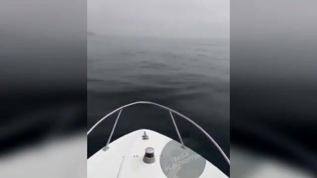Акула охотится на симу у Шаморы во Владивостоке: редкая встреча во время выхода на катере