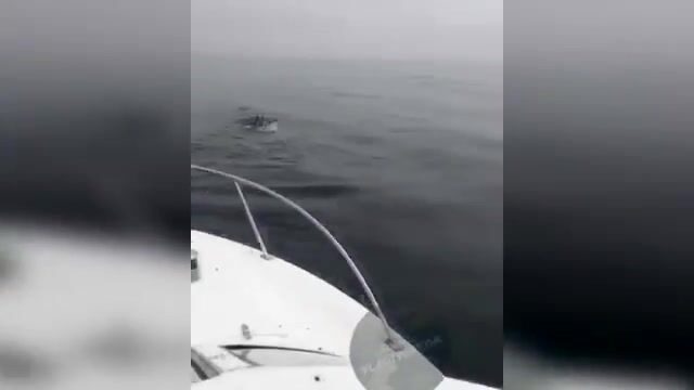Акула охотится на симу у Шаморы во Владивостоке: редкая встреча во время выхода на катере