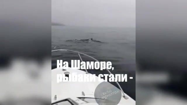 Акула охотится на симу у Шаморы во Владивостоке: редкая встреча во время выхода на катере