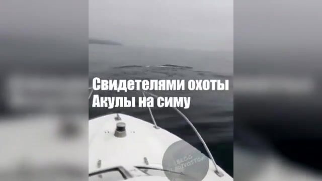 Акула охотится на симу у Шаморы во Владивостоке: редкая встреча во время выхода на катере