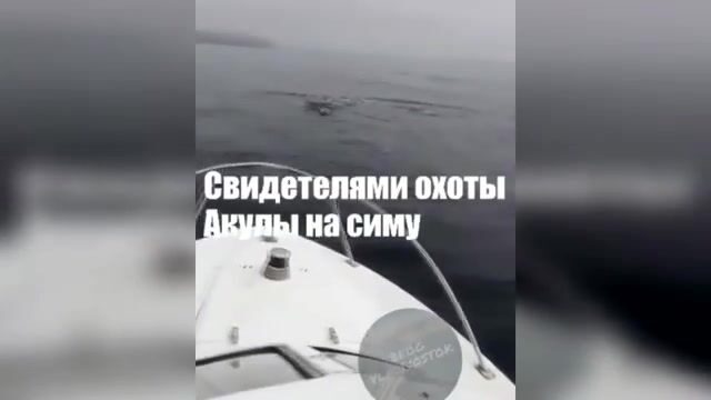 Акула охотится на симу у Шаморы во Владивостоке: редкая встреча во время выхода на катере