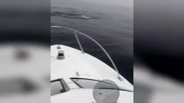 Акула охотится на симу у Шаморы во Владивостоке: редкая встреча во время выхода на катере