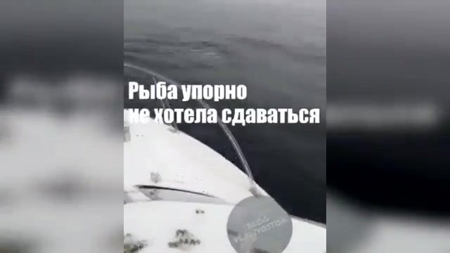 Акула охотится на симу у Шаморы во Владивостоке: редкая встреча во время выхода на катере