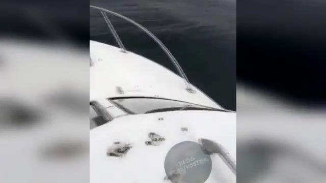 Акула охотится на симу у Шаморы во Владивостоке: редкая встреча во время выхода на катере