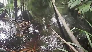 Дождь над лесным лагерем и рыбалка на ручье в Суринаме
