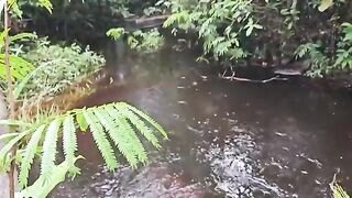 Дождь над лесным лагерем и рыбалка на ручье в Суринаме