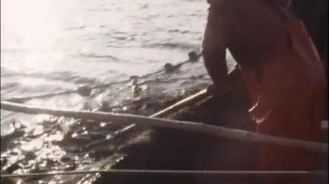 Летний промысел трески у Пяти островов в Лабрадоре: семейная команда, сеть и жизнь на берегу