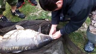 Два крупных карпа за два часа на Барановском озере в Сочи
