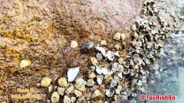 Пикник с неводом на острове Биньба: семейный день у моря и общий улов