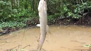 Небольшой лесной водоем по дороге на восток Суринама