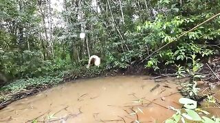 Небольшой лесной водоем по дороге на восток Суринама