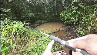 Небольшой лесной водоем по дороге на восток Суринама