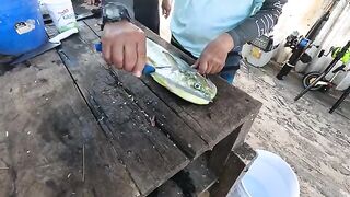 Плая-дель-Кармен, Мексика: троллинг, две атаки акул и махи-махи под конец