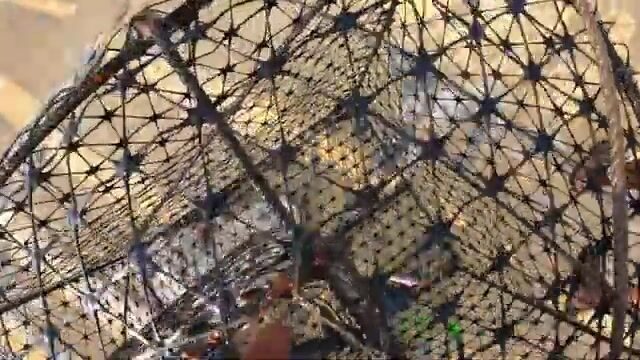 Морская рыбалка с пирса: наживка, поклевка и яркая красная рыба у берега