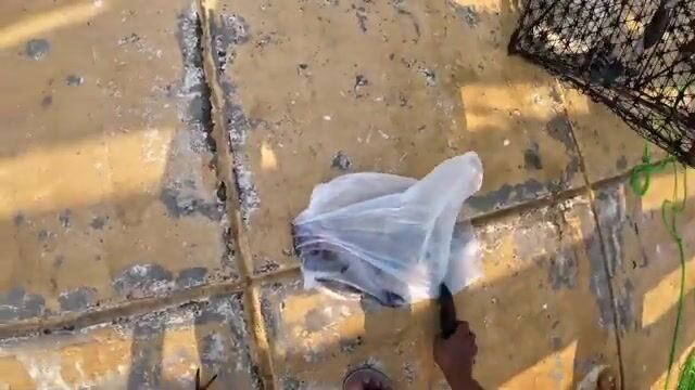 Морская рыбалка с пирса: наживка, поклевка и яркая красная рыба у берега
