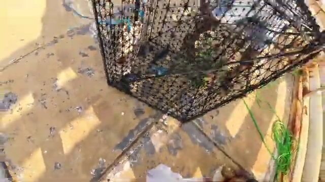 Морская рыбалка с пирса: наживка, поклевка и яркая красная рыба у берега