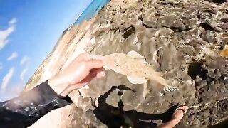 Каранкс и акула на мелководье у Экзмута в Австралии