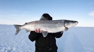 За крупной нельмой на лед Чукотского моря: четыре дня на Аляске