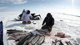За крупной нельмой на лед Чукотского моря: четыре дня на Аляске