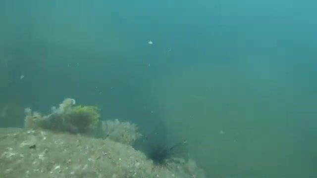 Два дня подводной охоты в бухте Ванфонг: Дамон, морская рыба и ужин у берега