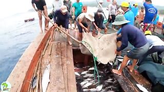 В бухте Виньхи наблюдаем, как местные рыбаки поднимают сеть
