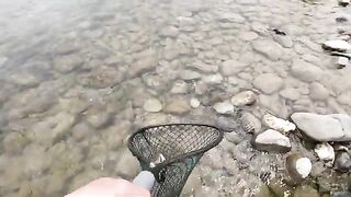 Нимфа, стример и сильная форель на реке Маккензи