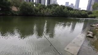 Тиляпия на двухсантиметровый крэнк в реке Шэньчжэня