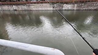 Тиляпия на двухсантиметровый крэнк в реке Шэньчжэня