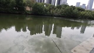 Тиляпия на двухсантиметровый крэнк в реке Шэньчжэня