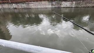 Тиляпия на двухсантиметровый крэнк в реке Шэньчжэня