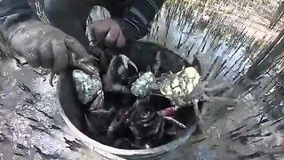 За илистым крабом в мангровые заросли Суринама