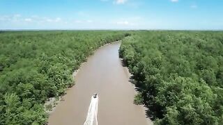 За илистым крабом в мангровые заросли Суринама