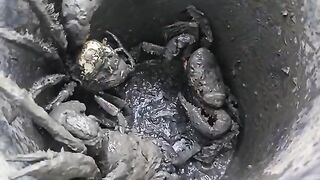 За илистым крабом в мангровые заросли Суринама