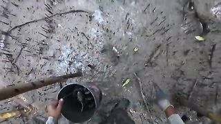 За илистым крабом в мангровые заросли Суринама