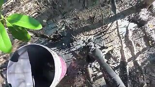 За илистым крабом в мангровые заросли Суринама
